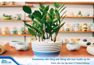 Top 7 loại cây cần tránh nếu không muốn phạm phong thủy năm 2020