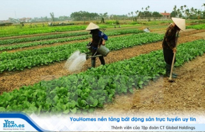 Đất phần trăm là gì? Đất phần trăm có làm sổ đỏ được không?