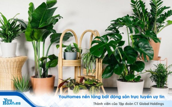 10 cây trồng trong nhà giúp thanh lọc không khí, tốt cho sức khỏe