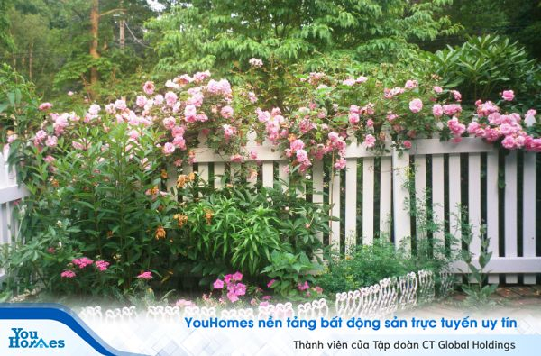 Treo giỏ cây trước nhà hoặc trang trí hàng rào cũng là cách giúp ngôi nhà đẹp hơn.