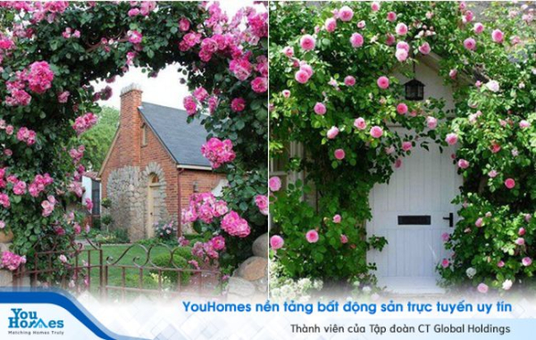 Trồng hồng leo trang trí cho cổng nhà