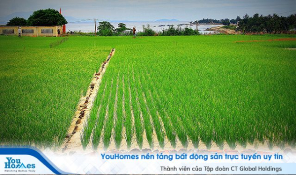 Tình trạng chuyển nhượng đất nông nghiệp ở Lý Sơn đang diễn ra rất sôi nổi