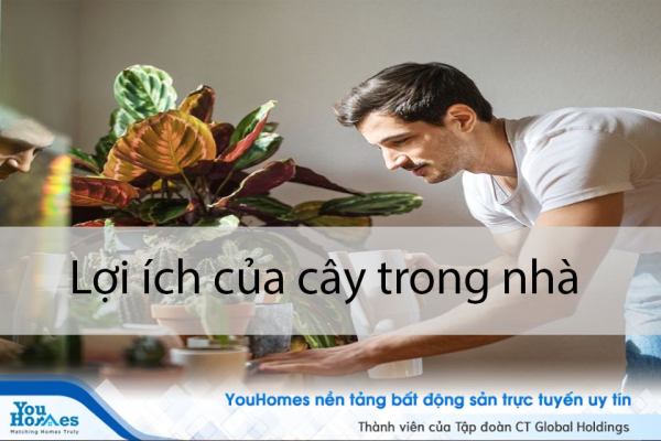 Tại sao nên có cây xanh trong không gian riêng của bạn?