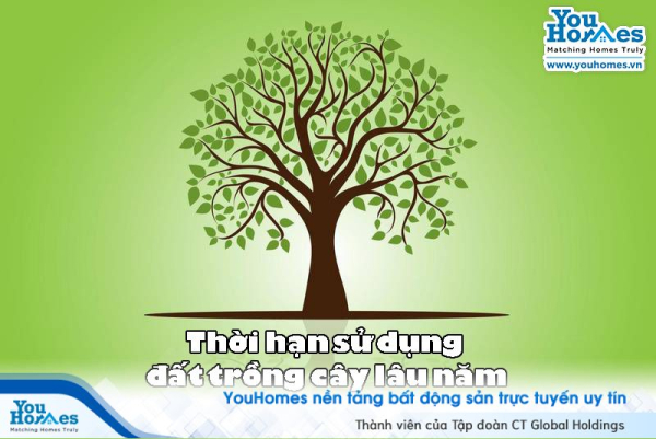 Quy định về thời hạn sử dụng đất trồng cây lâu năm