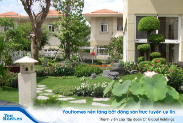 Những lưu ý bạn cần biết khi trồng cây phong thủy
