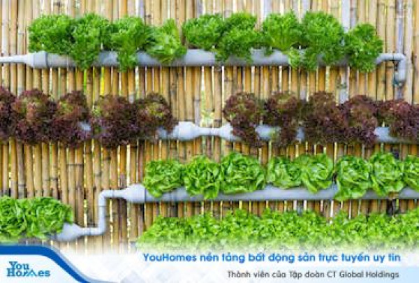 Trồng rau xanh trong nhà, khó hay dễ?