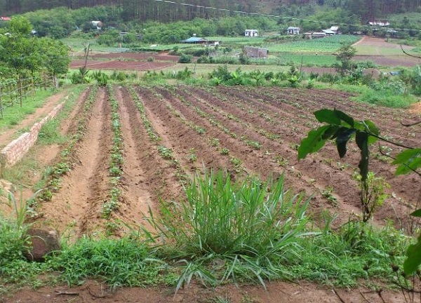 Xây nhà trên đất trồng cây lâu năm