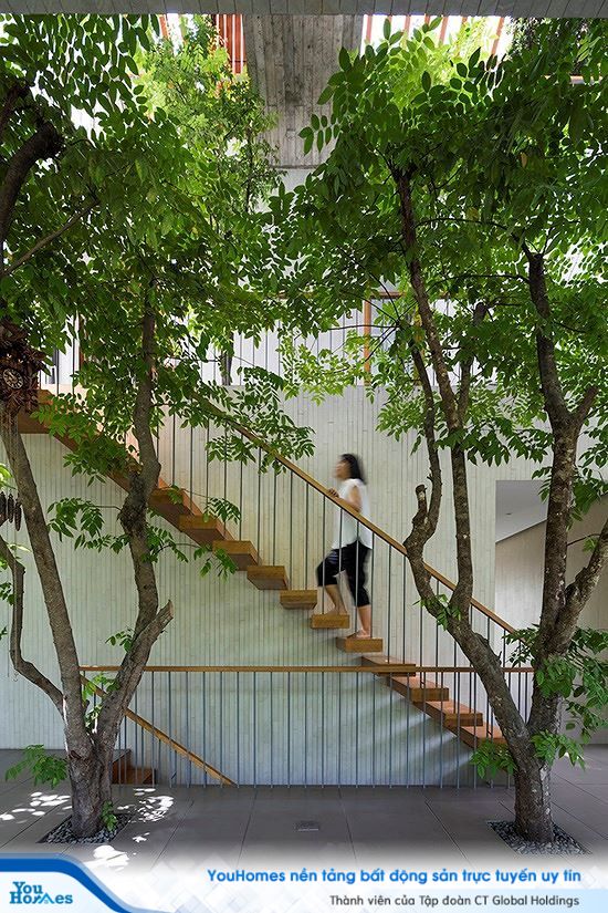 Hô biến cả rừng cây xanh vào trong nhà phố - Ảnh 6.