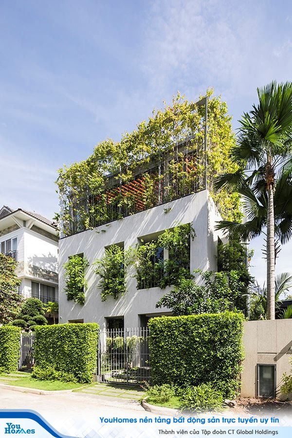 Hô biến cả rừng cây xanh vào trong nhà phố - Ảnh 2.