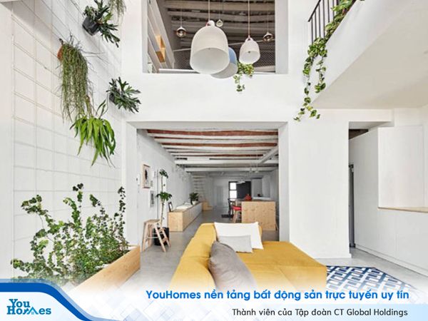 Trang trí nhà bằng nhiều cây xanh khác nhau
