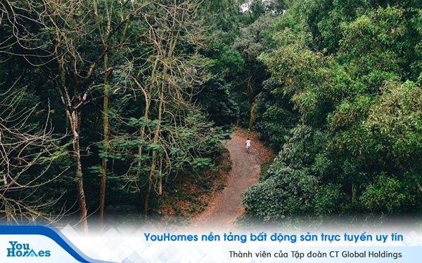 Việc chủ động về nguyên liệu giúp nước ta có cơ hội phát triển ngành nội thất xanh