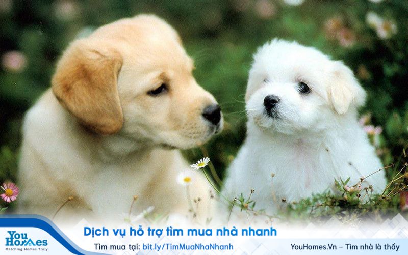 Người tuổi Canh Tuất nên xây nhà hướng Nam.