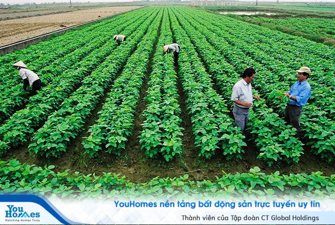 Thêm vào đó hộ gia đình, cá nhân được bồi thường bằng đất nông nghiệp được hỗ trợ về giống cây trồng, giống vật nuôi cho sản xuất nông nghiệp,...