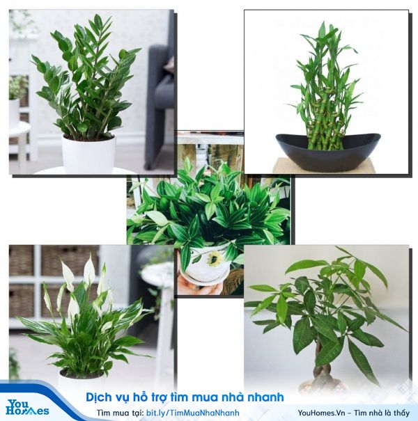 Cây xanh luôn là một trong những vật phong thủy “lợi hại” được nhiều người sử dụng.