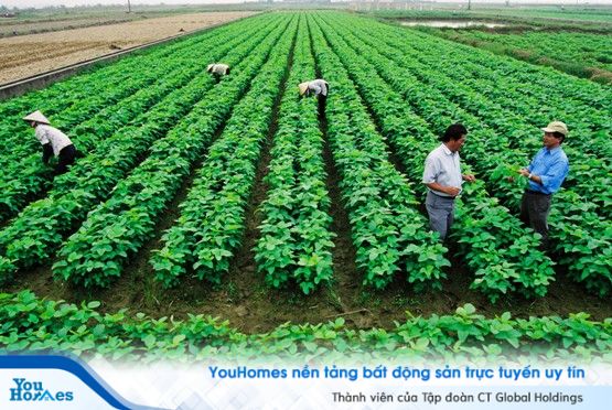 Khi làm thủ tục gia hạn đất trồng cây lâu năm có thể chia làm 3 trường hợp cụ thể.